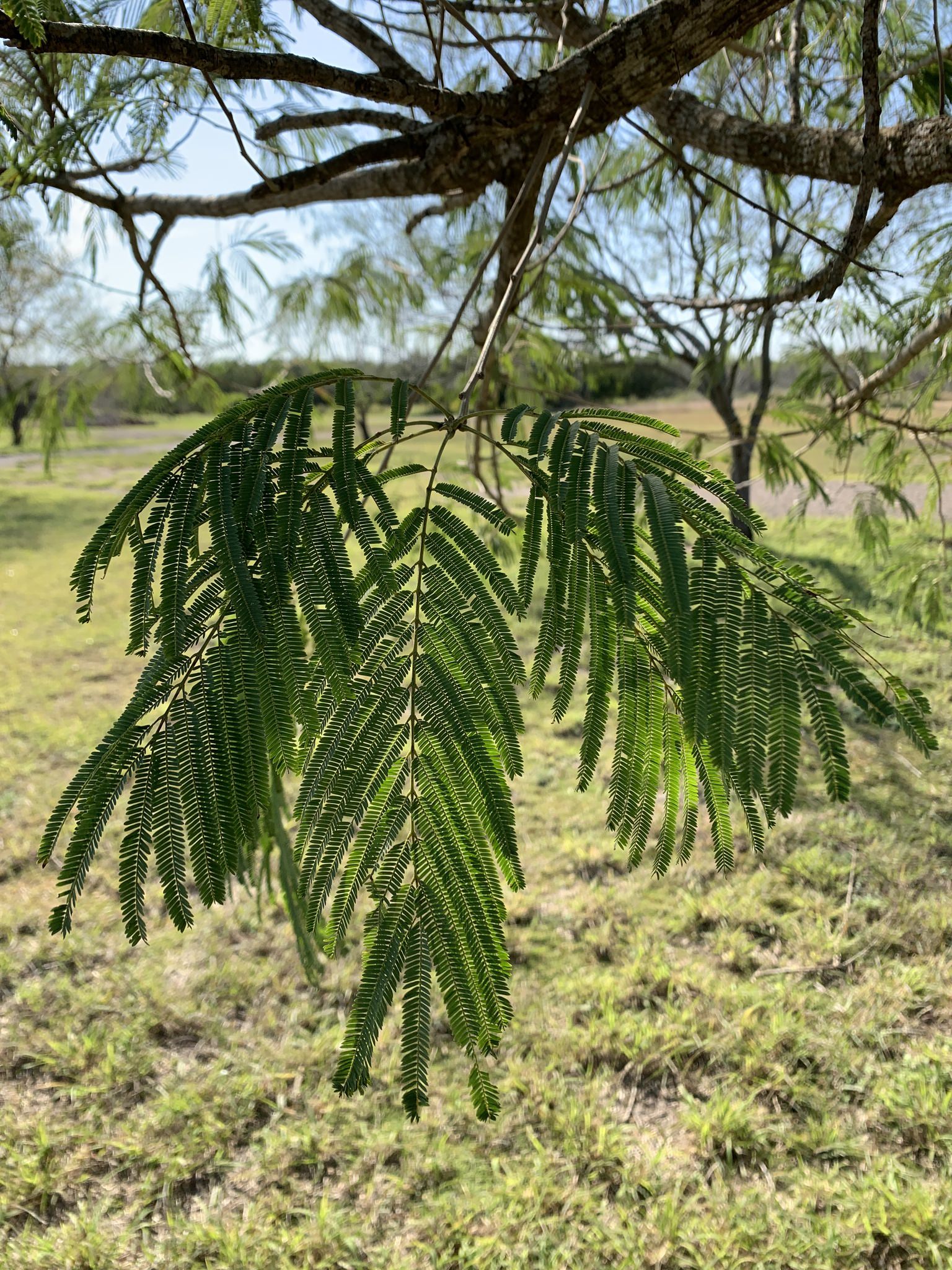 Leucaena pulverulenta